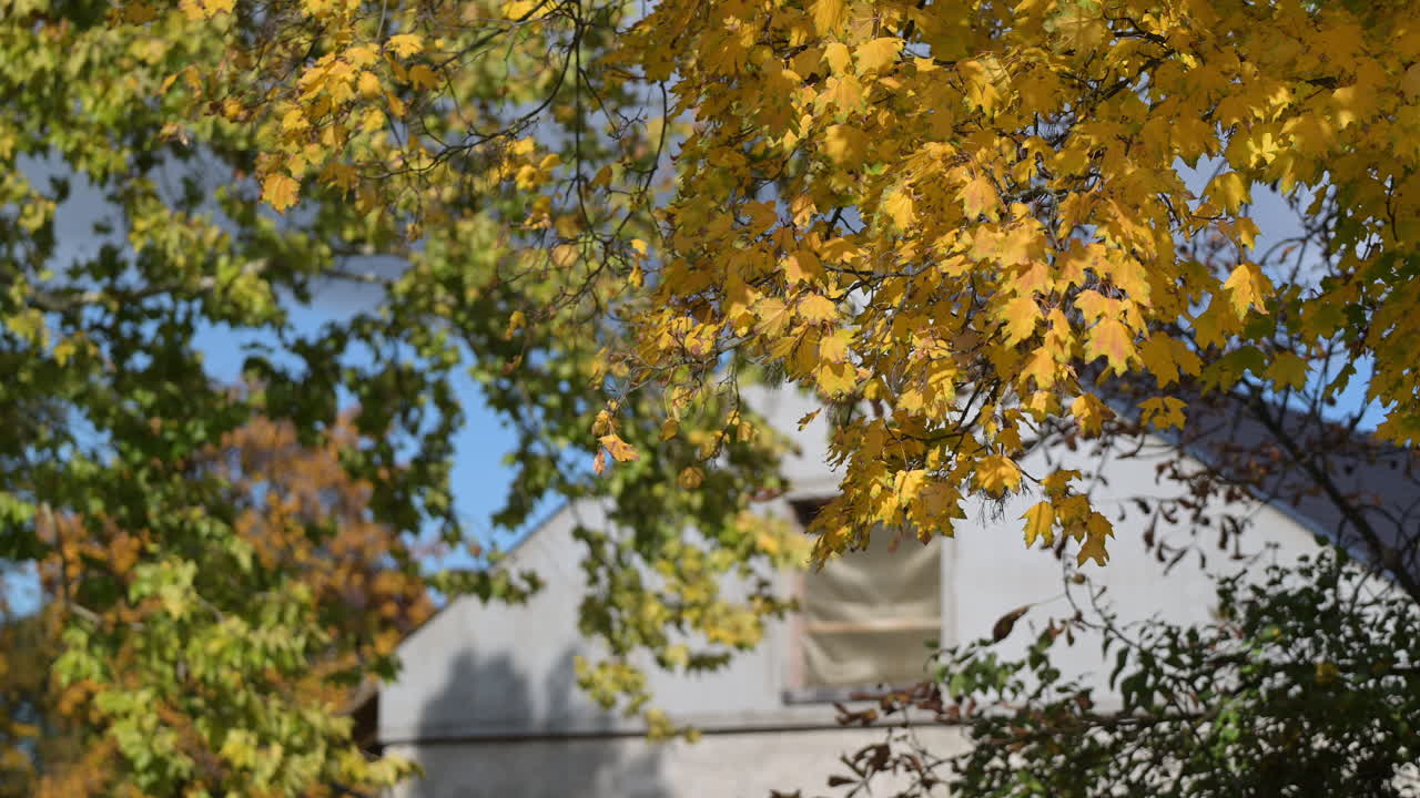 Autumn leaves with house in the background
