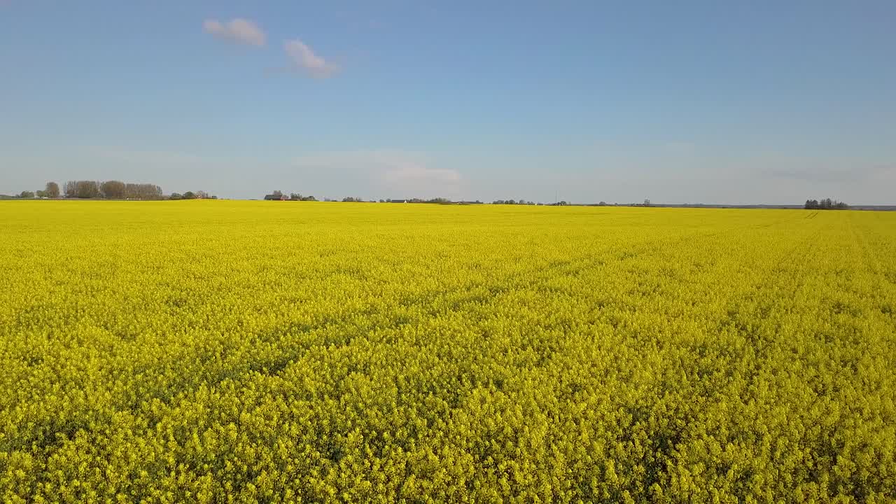 Campo di colza giallo con cielo blu. Riprese aeree 4K.