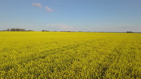 Gelbes-Rapsfeld-Mit-Blauem-Himmel.-Fläche-4k