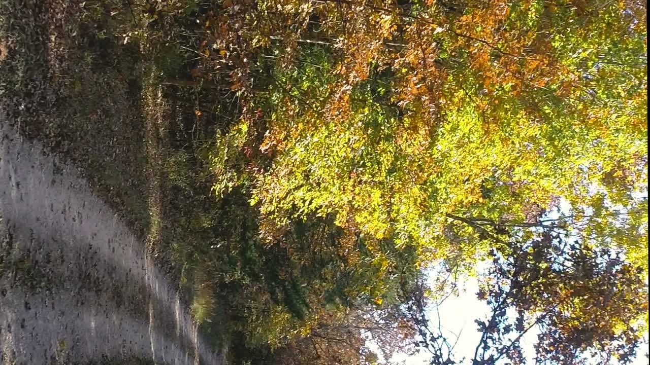 video vertical estabilizado bajando por un hermoso camino iluminado por el sol a través de un bosque de colores otoñales vívidos