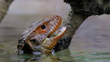 caiman lizard feeding on snail close up