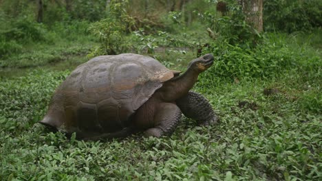 galapagos giant tortoise walking, endemic specie of the isabella island, tortuga galapagos island nature