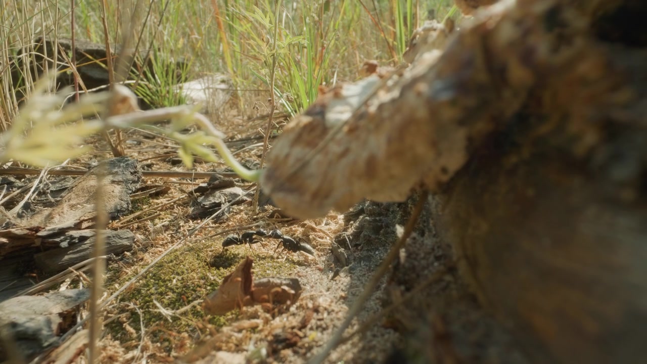 Primo piano di formiche nere che camminano sul terreno della foresta
