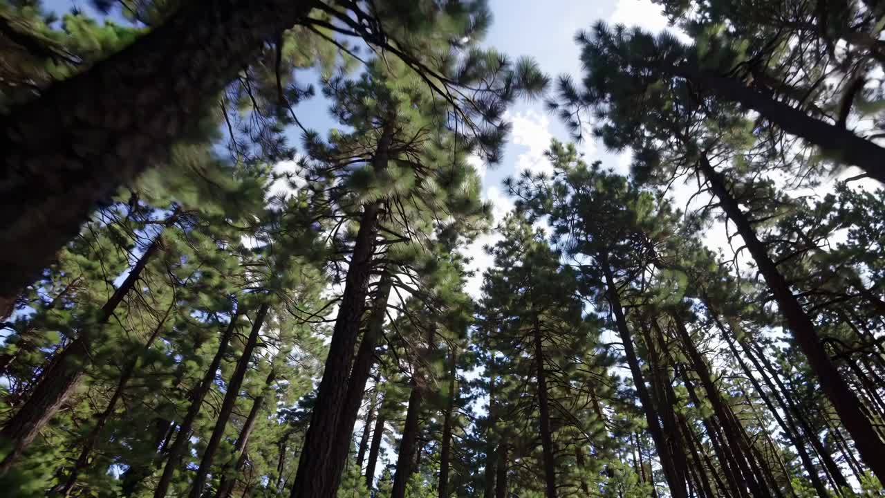 Video captures a low-angle view of tall pine trees against a blue sky, emphasizing the forest's