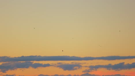 tracking wide shot of birds flying against red yellow colored sky with clouds early in the morning