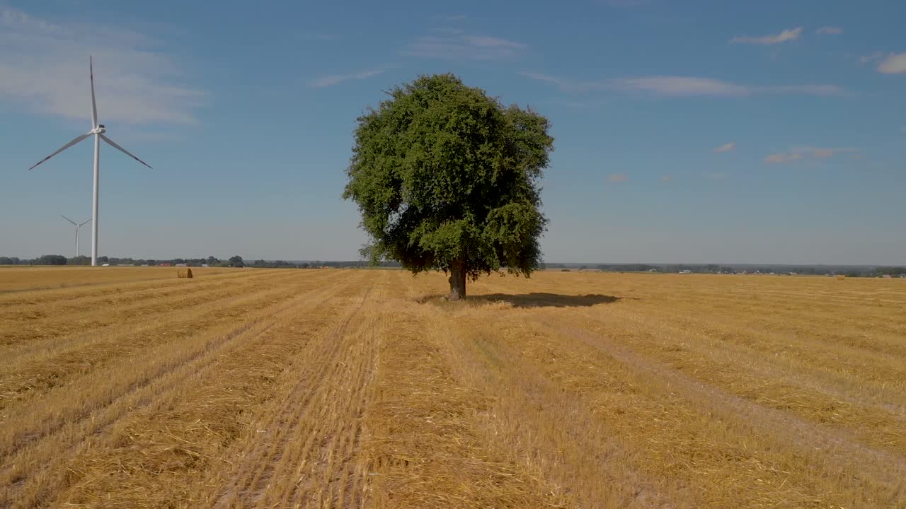 Rotazione aerea sopra un albero solitario in un campo di grano con turbine eoliche