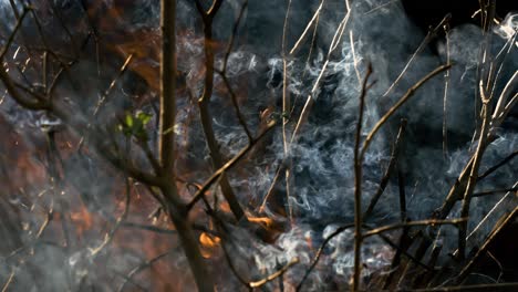 forest fire in close-up. the branches of shrubs and trees are burning and smoking. wildfires caused by arson or nature. shot on super slow motion camera 1000 fps.