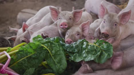 Close-up-of-herd-of-pigs-eating-on-farm