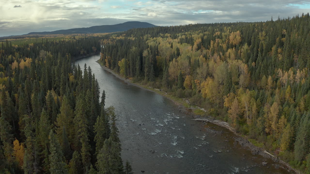 Scenic river and conifer forest in pristine British Colombia countryside, drone