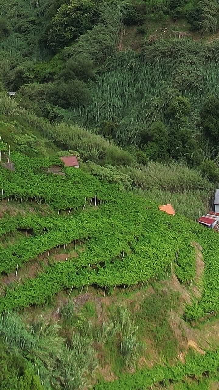 Vibrant terraced landscape captured from above in Madeira, Portugal