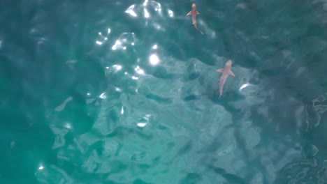 ataque de tiburón alimentado desde el barco mientras nada