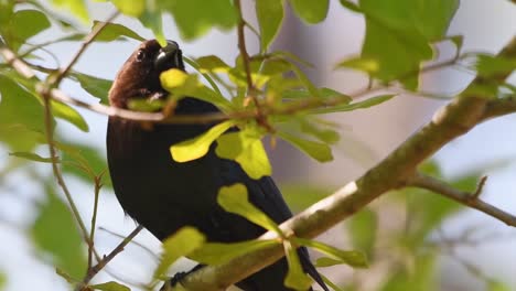 brown headed cowbird perched on a limb