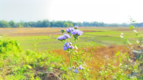 closeup of blue mistflower flower in bangladesh countryside landscape, sunny day