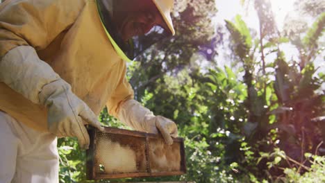 caucasian male beekeeper in protective clothing inspecting honeycomb frame from a beehive