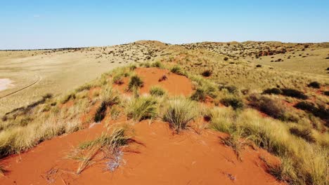 Drone-Sobrevuela-La-Columna-Vertebral-De-Una-Duna-De-Arena-Roja-En-El-Exuberante-Desierto-De-Kalahari-En-Sudáfrica-Cerca-De-Namibia