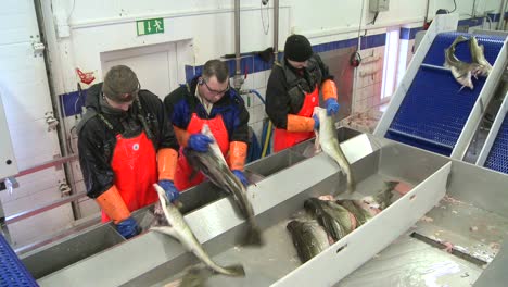 Los-Hombres-Trabajan-Cortando-Y-Limpiando-Pescado-En-Una-Línea-De-Montaje-En-Una-Fábrica-De-Procesamiento-De-Pescado-1