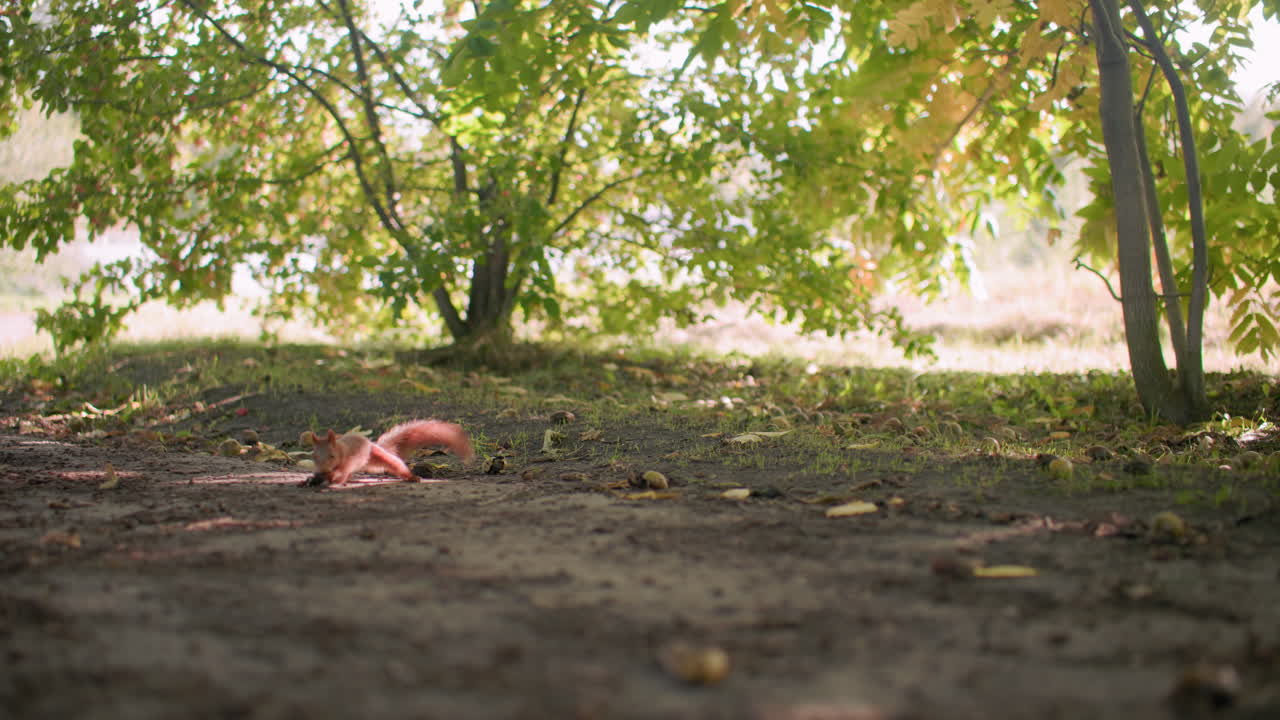 Little squirrel picks nut from ground then darts toward foliage under trees, sunlight flickering through leaves, bushy tail stretched low as cautious rodent scoots into cover, quiet autumn moment