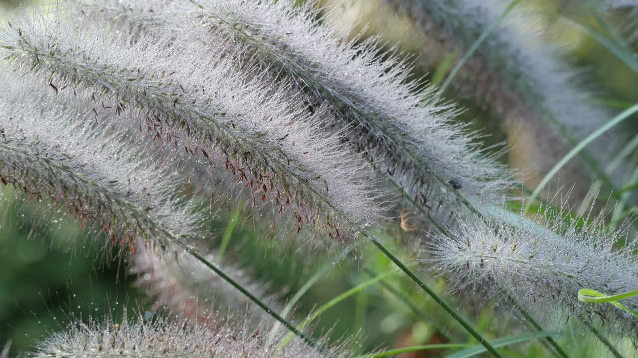 Close-up of Dewy Grass Blades in the Morning
