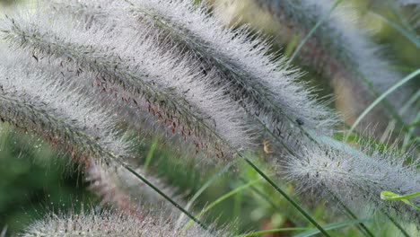 close-up of dewy grass blades in the morning