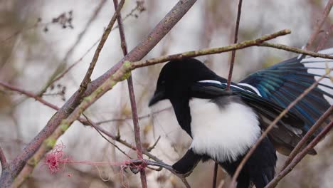 eurasian magpie with his claw tangled in a plastic fishing line between stems trying to break free