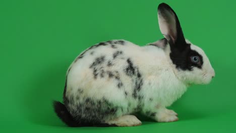 black and white spotted rabbit