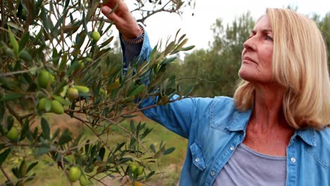 Woman-observing-olive-on-plant-4k