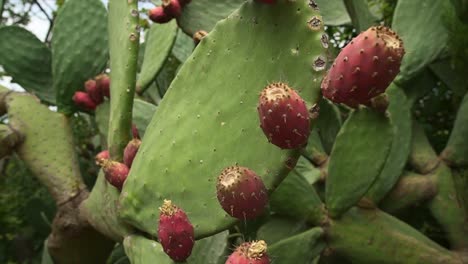 close-up of prickly pear cactus with ripe red fruits