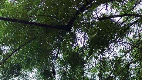 real-time footage of raindrops falling through neem tree leaves from below, with natural light and peaceful ambiance. great for nature, wellness and rainy mood background scenes.