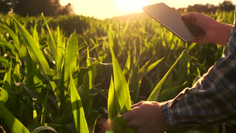 Destello-De-Lente:-Granjero-Con-Una-Tableta-Para-Monitorear-La-Cosecha-En-Un-Campo-De-Maíz-Al-Atardecer.-Un-Granjero-Con-Una-Tableta-Monitorea-El-Campo-De-Maíz-Al-Atardecer-En-Video-En-Cámara-Lenta