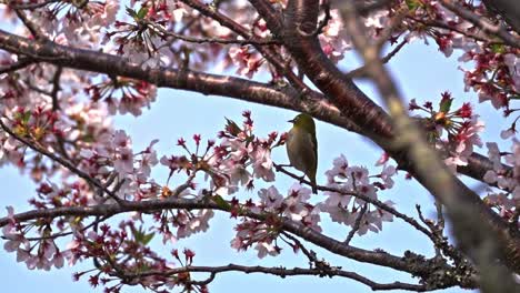 a warbling white eye pecking at the flowers of a sakura tree