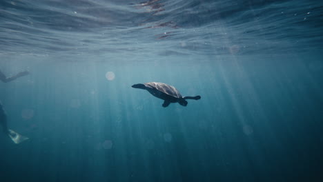 Sonnenstrahlen-Glitzern-über-Schildkröten,-Die-In-Tiefblauem,-Klarem-Wasser-Mit-Erstaunlicher-Klarheit-Schwimmen