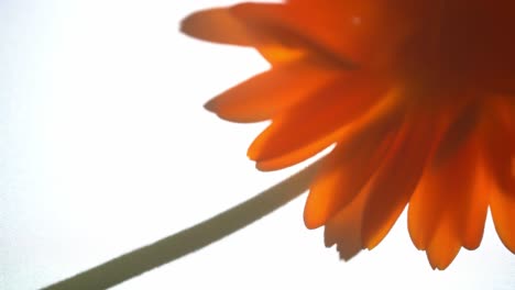 macro shot of a flower with orange petals illuminated by natural light is hidden by a shadow.