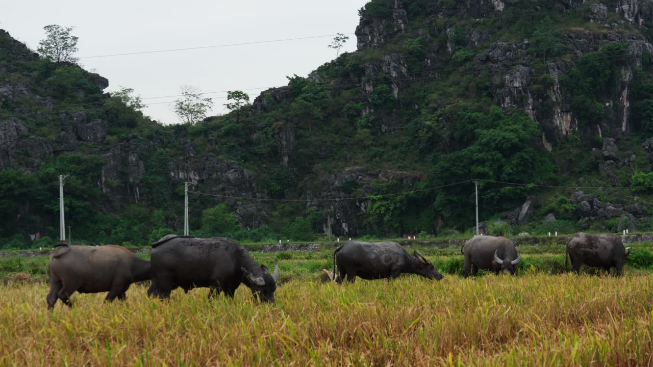 Slow Motion grazing the golden rice paddy in Vietnamese countryside, Domestic Water Buffalo