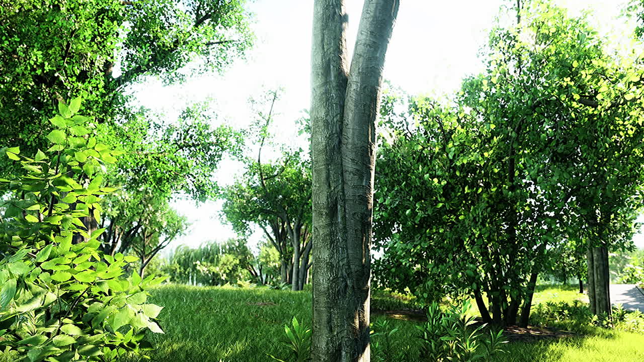 Sunrise in the beautiful park