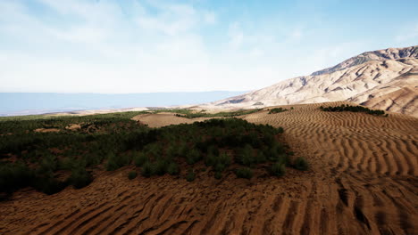 green grass in liwa desert