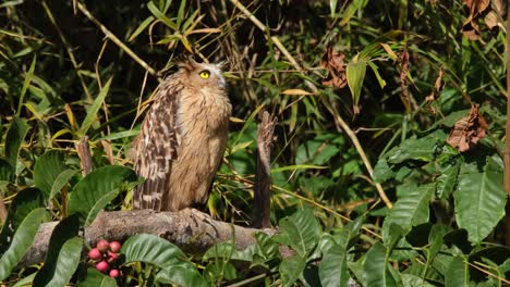 Looking-to-its-left-and-then-turns-its-head-to-face-up-to-the-right,-Buffy-Fish-Owl-Ketupa-ketupu,-Thailand