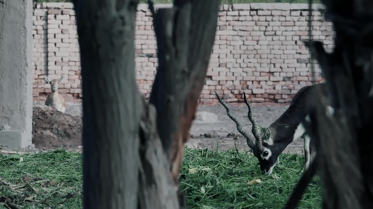 Lindo antílope-negro pastando em um zoológico no Paquistão.