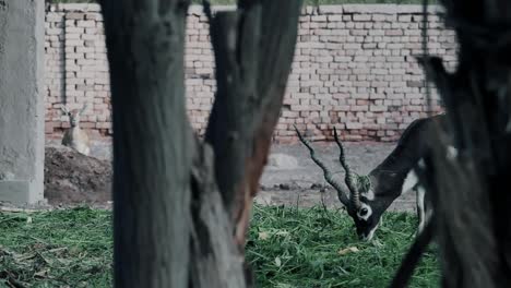 Beautiful-black-buck-is-grazing-at-a-zoo-in-Pakistan