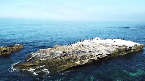 Pájaros-Salvajes-Y-Focas-En-Una-Roca-Oceánica-En-La-Jolla-Cove-En-San-Diego,-Destino-De-Viaje