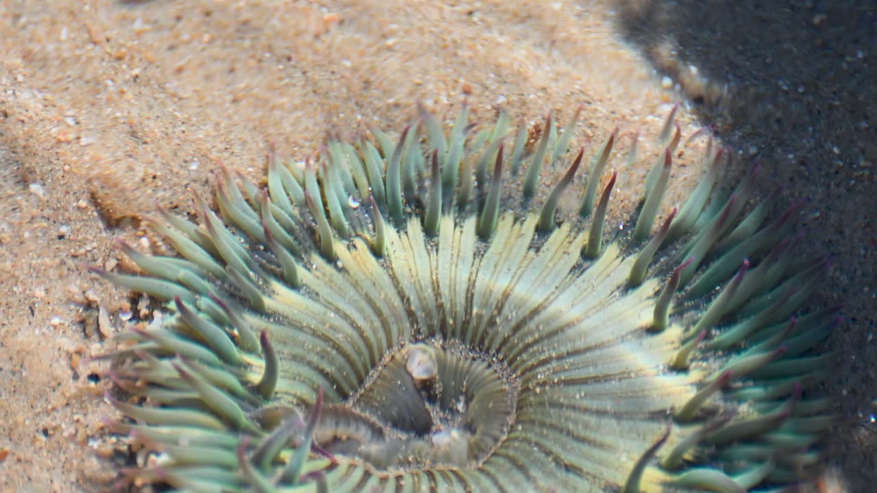 Un primo piano aereo rivela una vivace anemone di mare incastonata nella riva sabbiosa a Laguna Beach, con i suoi tentacoli verdi che si irradiano da una cavità centrale vicino all'Oceano Pacifico.