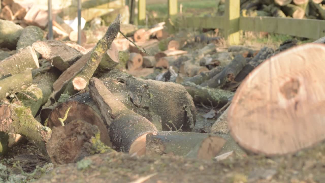 Pile of small cut logs and tree trunk covered in moss for firewood