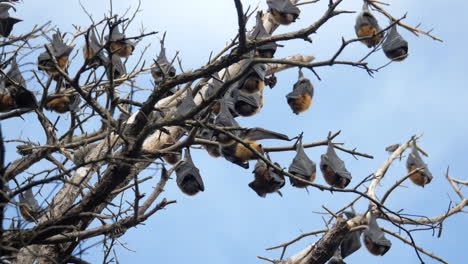 Dos-Murciélagos-Frugívoros-Se-Molestan-Unos-A-Otros-Mientras-Están-En-Un-árbol,-A-Cámara-Lenta