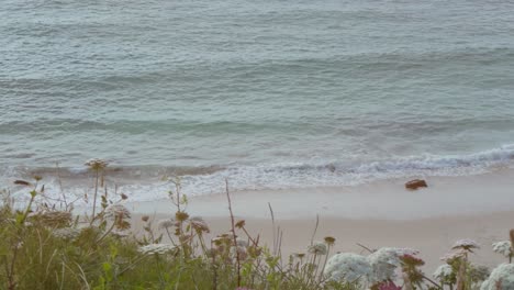 Blue-sea-where-the-waves-break-on-the-beach-and-coastal-grass-in-the-foreground