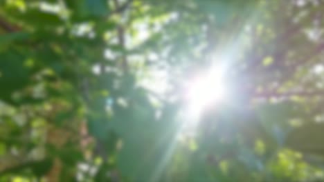 green sunshine bokeh background. blurry fresh maple trees in backlight of sunset cozy shining sunbeams.