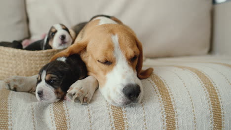retrato de mamá perro beagle con cachorros acostados en el sofá. video 4k