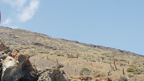 red bugloss plant growing on arid, desert terrain in national park teide