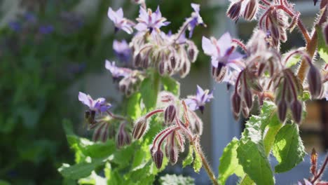 Close-up-of-bees-collecting-honey-and-flowers-in-garden