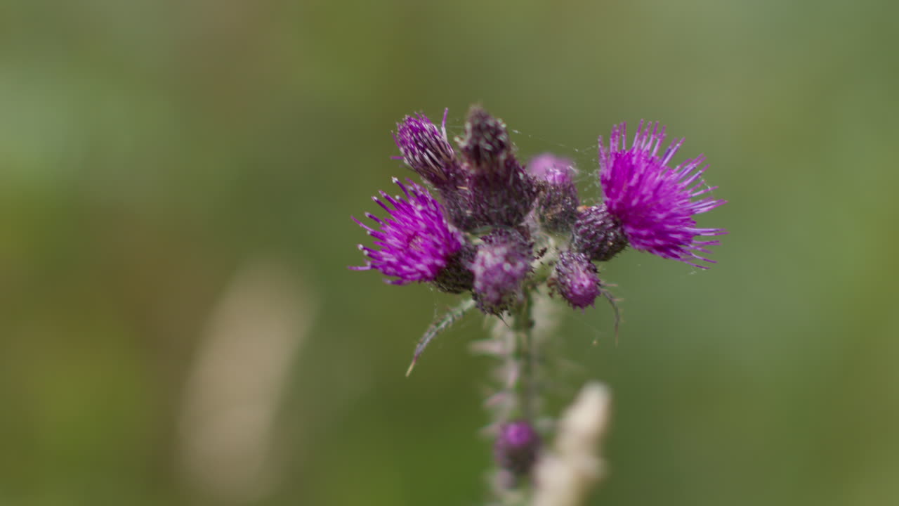 시골에서 야외에서 자라는 보라색 thistle 꽃의 가까운 1