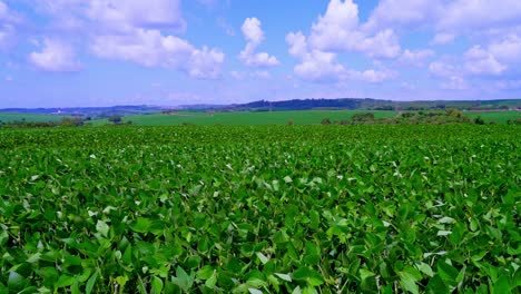 soy beans field in a bright day agricultural scene, crane shoot