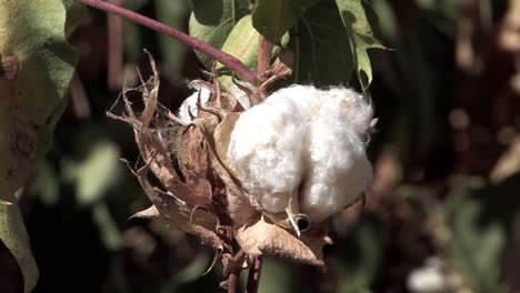 primer plano de la fruta del algodón filmada en california antes de la cosecha, estados unidos